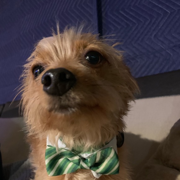 Meet your Posher, Jennifer - Picture 1 of 1